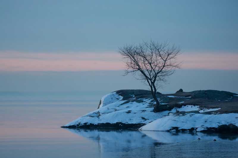 雪岸孤树映湖光图片