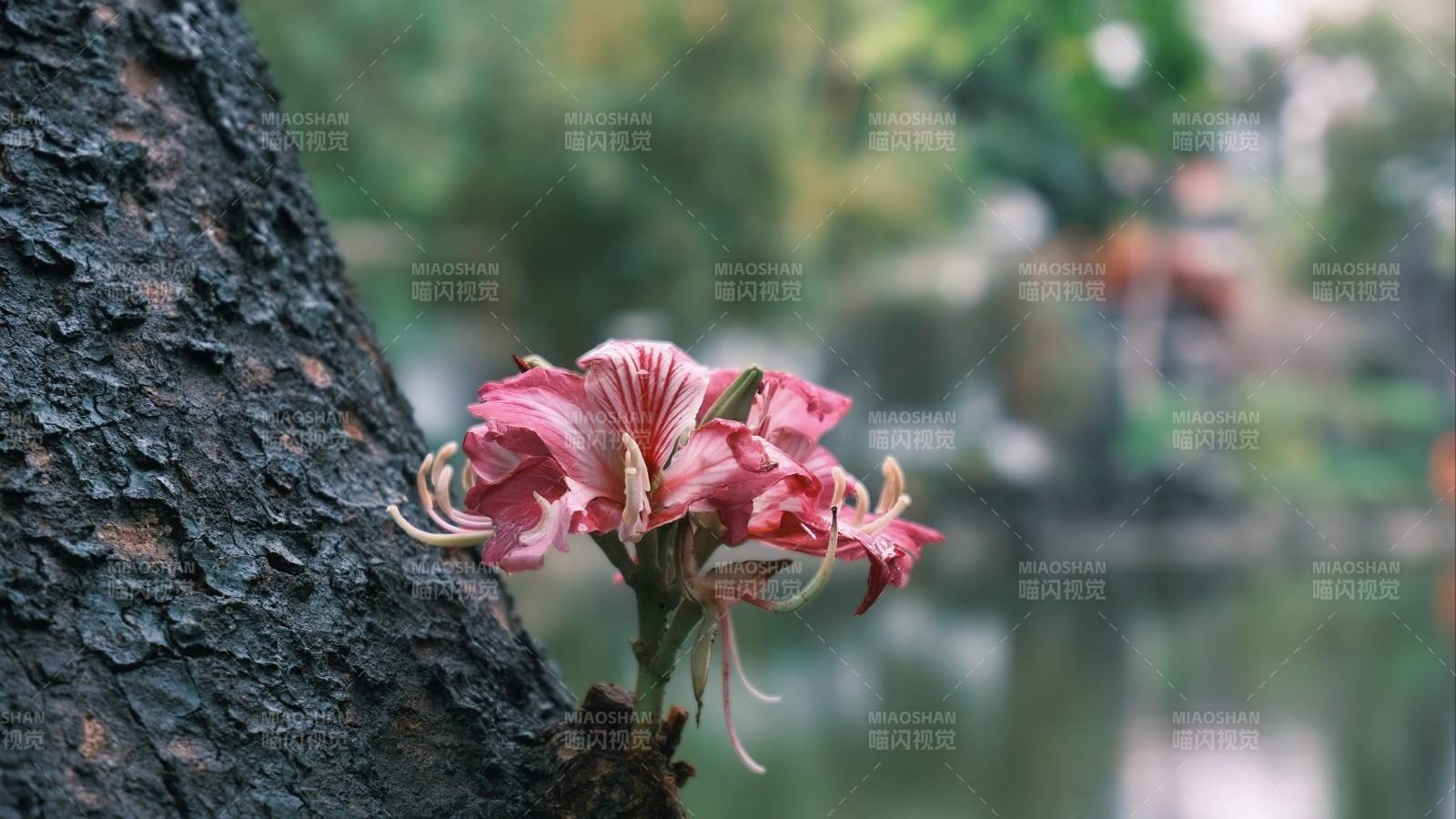 树干上的粉红花图片