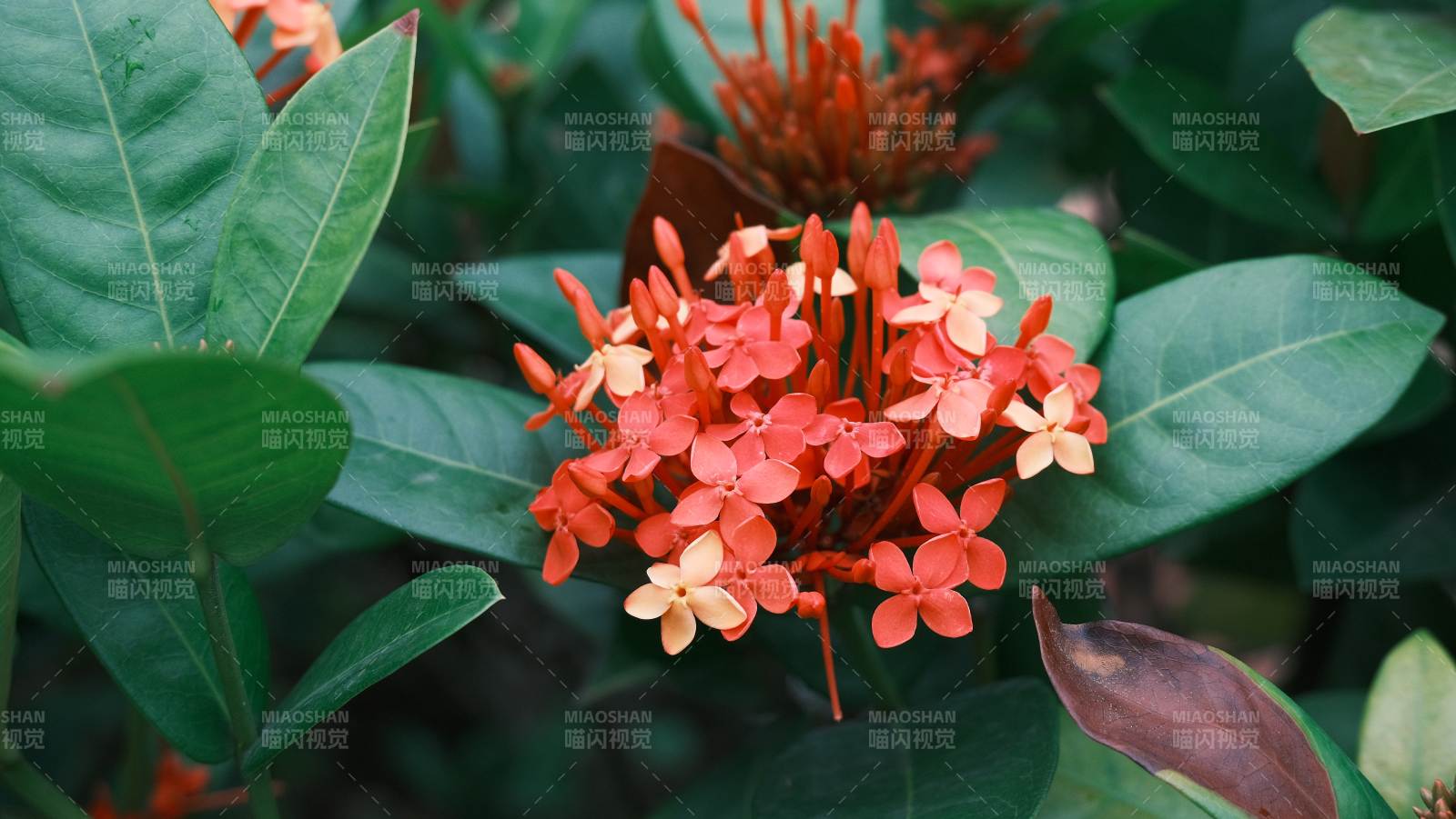 红花绿叶相映成趣图片