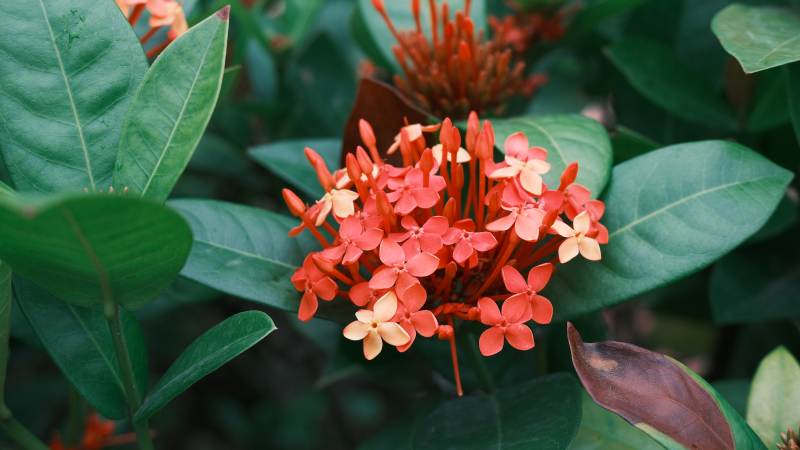 红花绿叶相映成趣图片