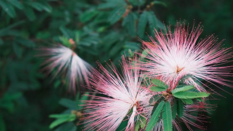 粉红绒花绽放图片