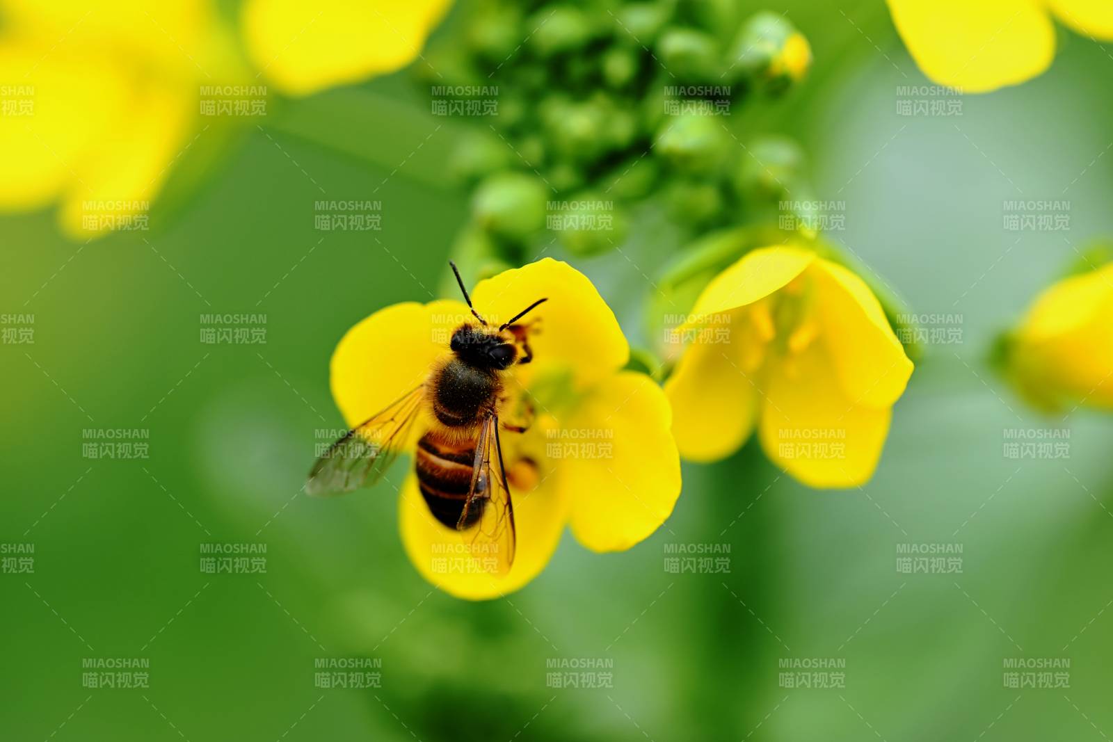 蜜蜂采蜜图片