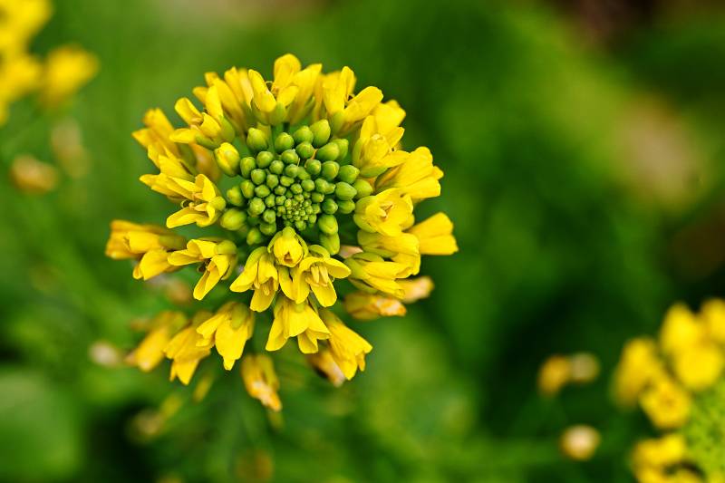 黄花绽放生机盎然图片