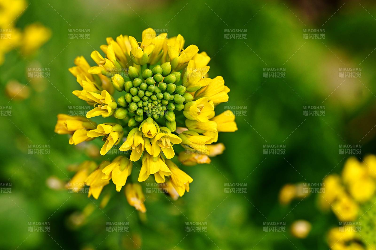 黄花绽放生机盎然图片