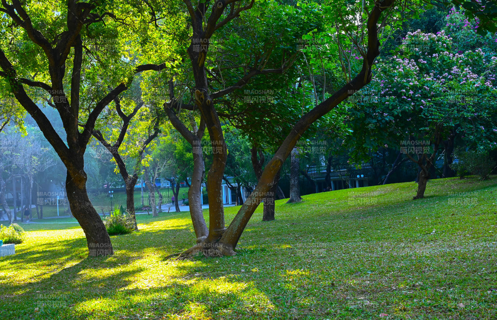 绿树成荫的公园图片