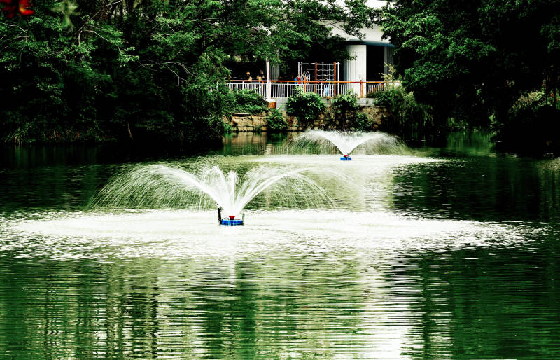 湖心喷泉映绿荫图片