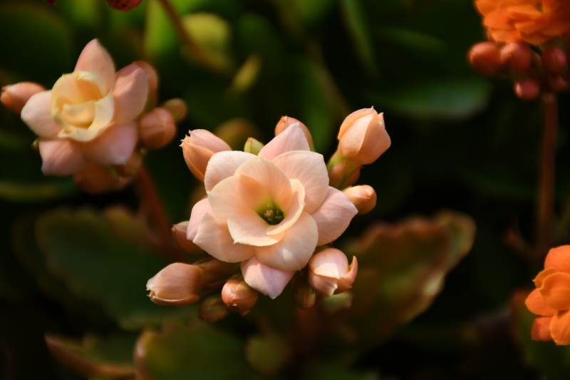 淡雅秋海棠绽放图片