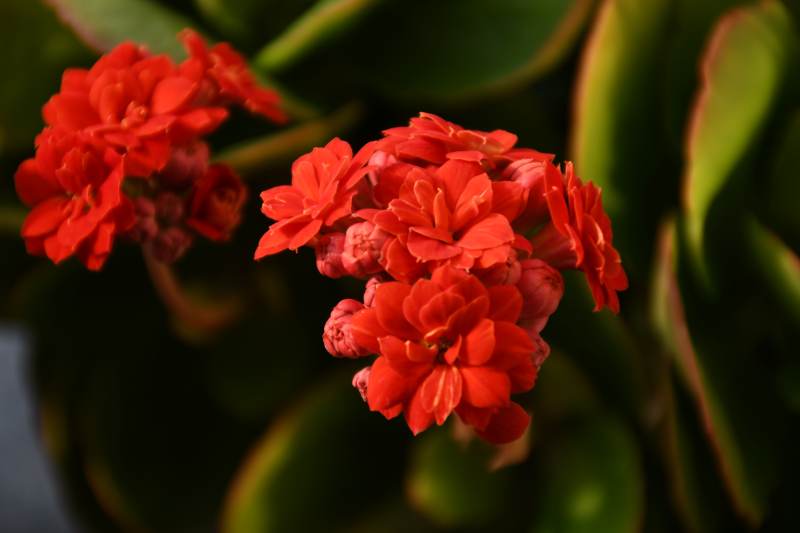 红花绽放绿叶间图片