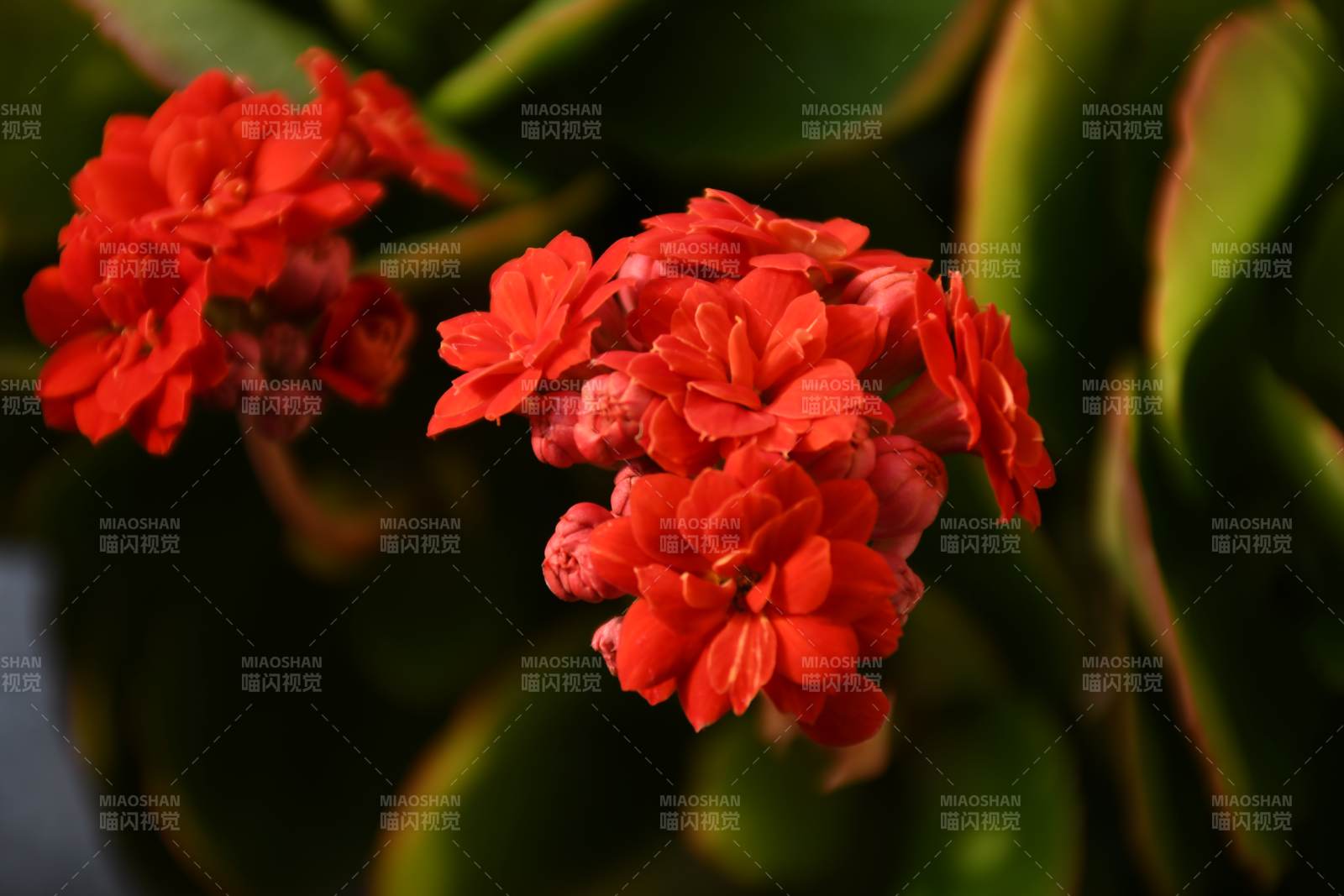 红花绽放绿叶间图片