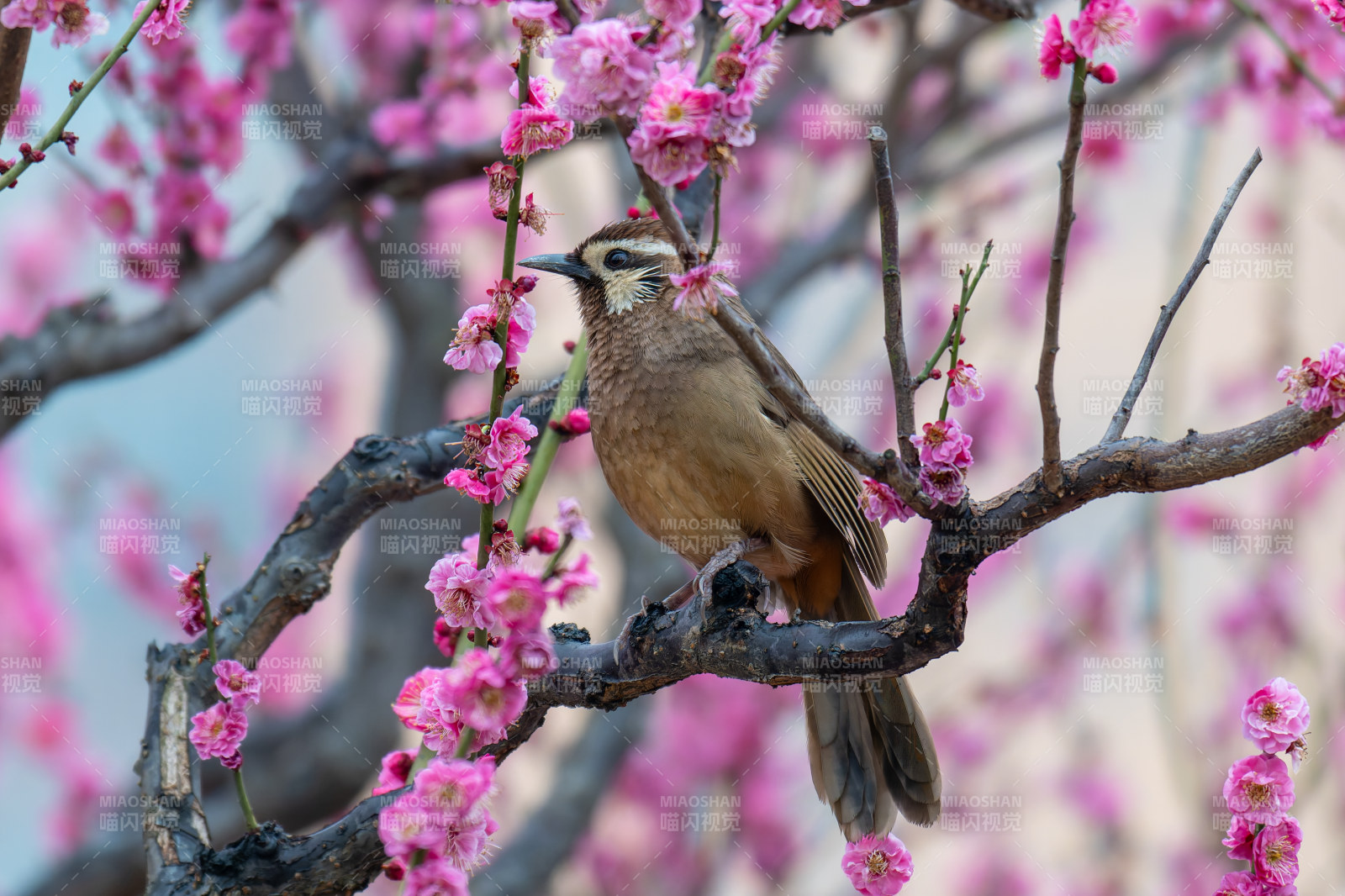 花枝上的小鸟图片
