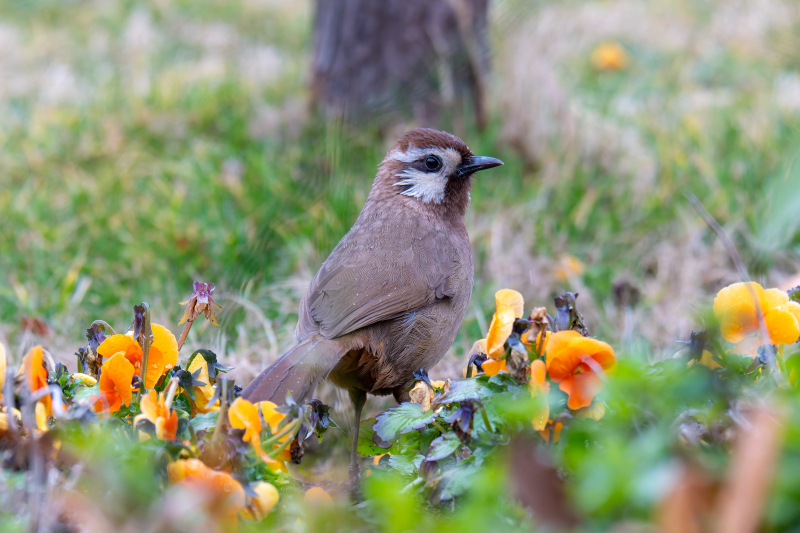 花丛中的小鸟图片
