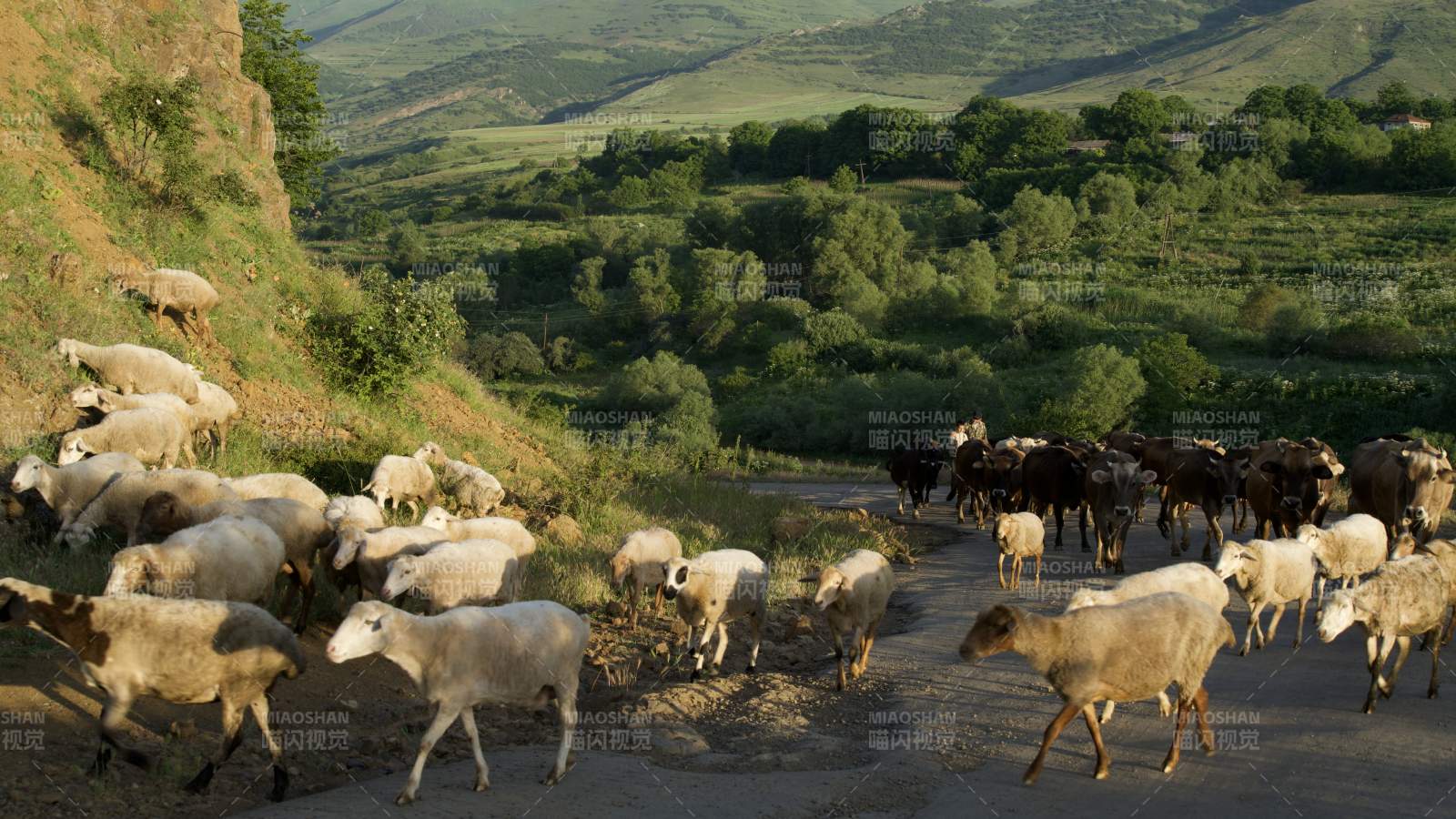 清晨亚美尼亚乡间牛群羊群图片