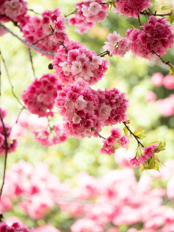 樱花绽放春意浓图片