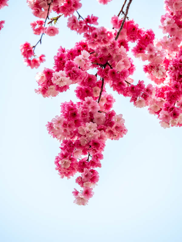 樱花绽放 春意盎然图片