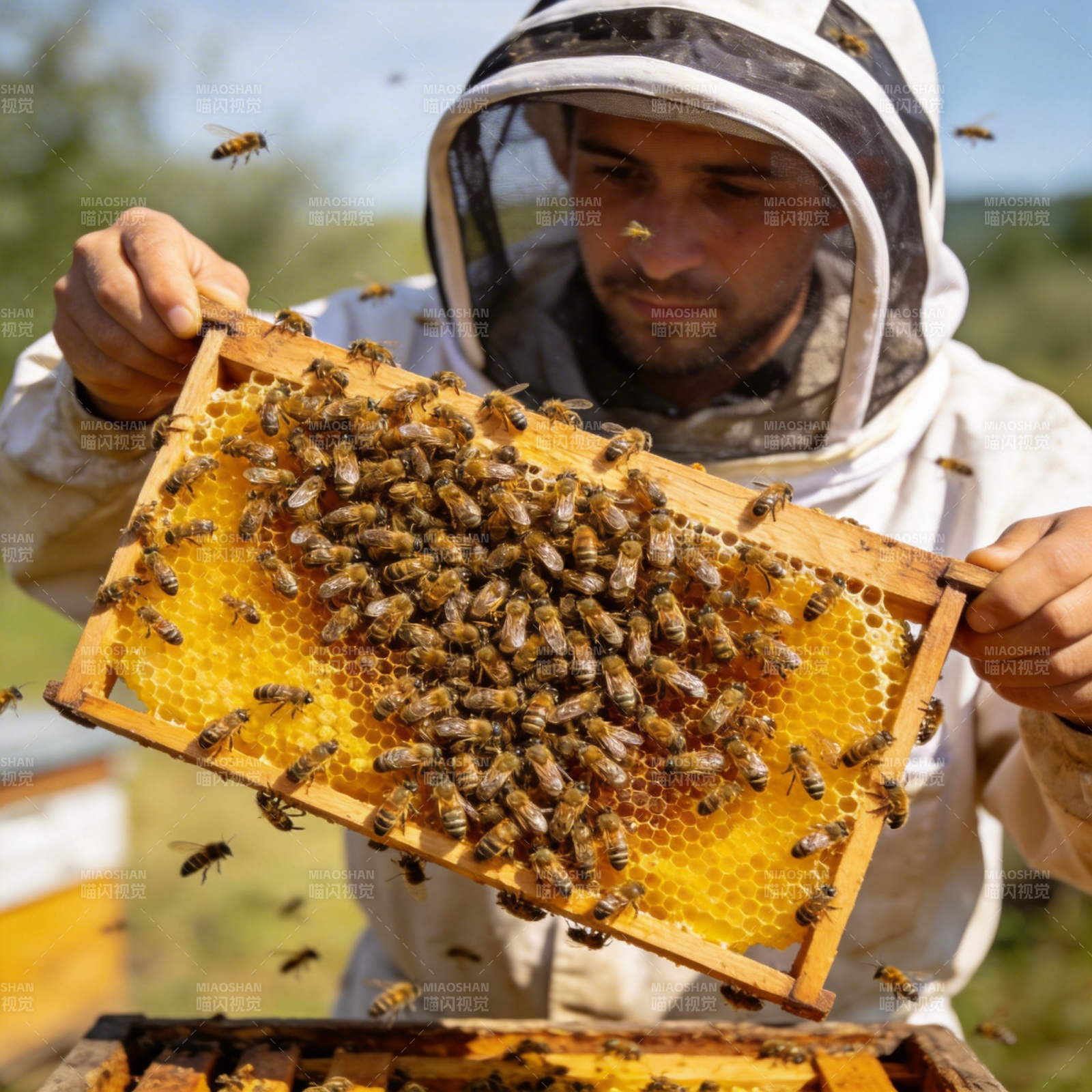 蜂农检查蜂巢图片