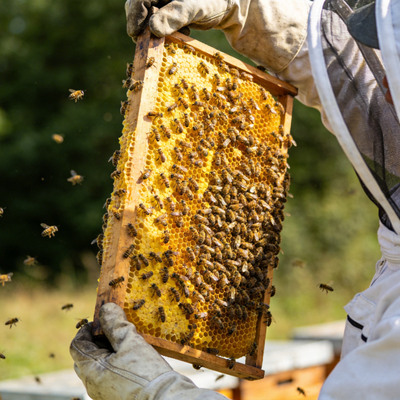 蜂农检查蜂巢图片