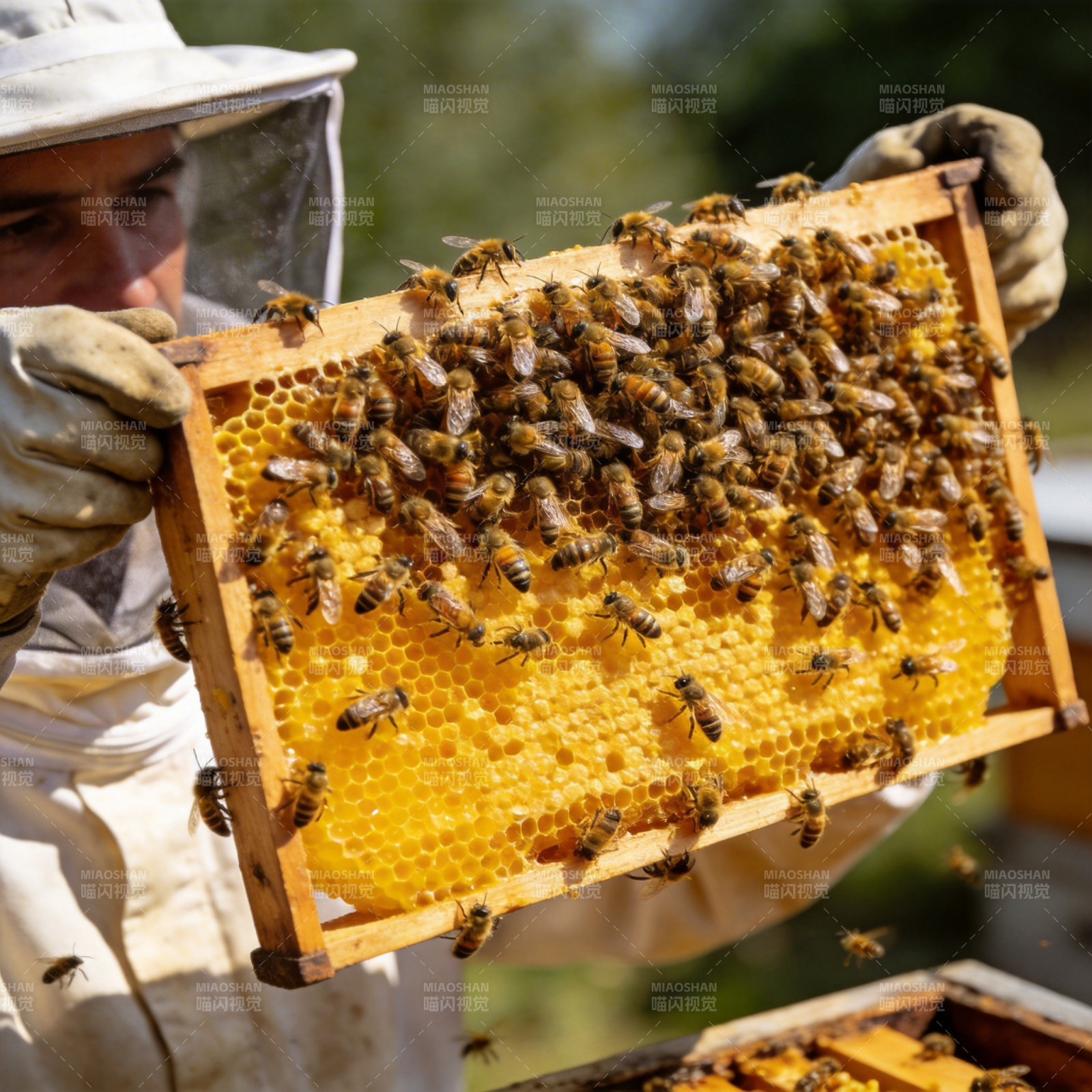蜂农检查蜂巢图片