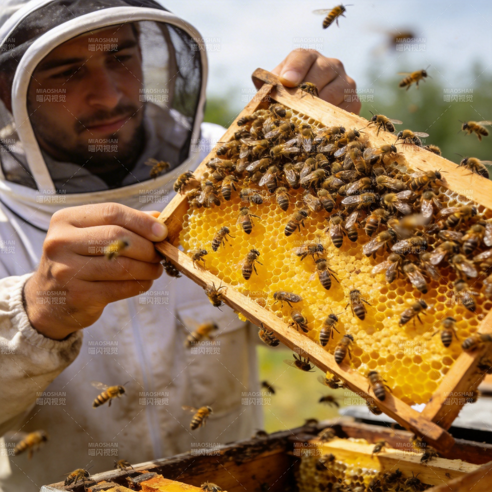 蜂农检查蜂巢图片