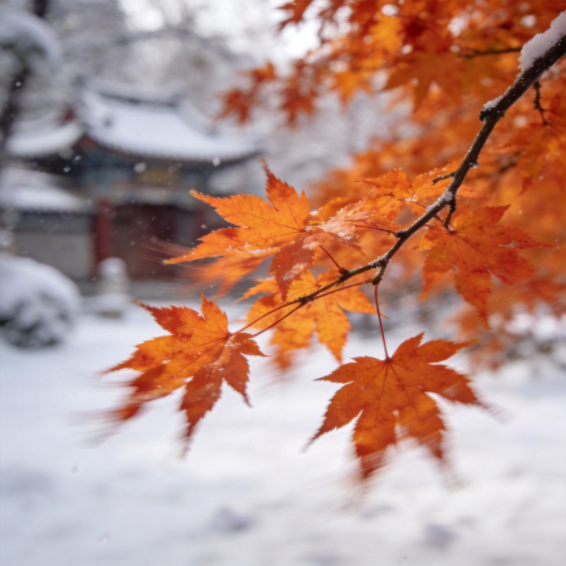 雪中红叶图片