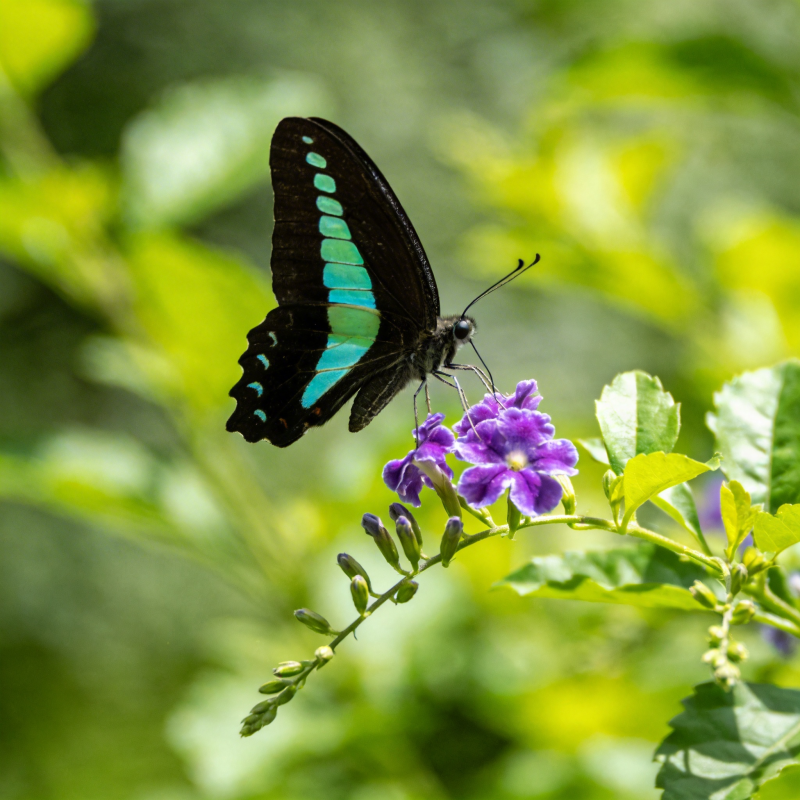 蝶舞紫花间图片