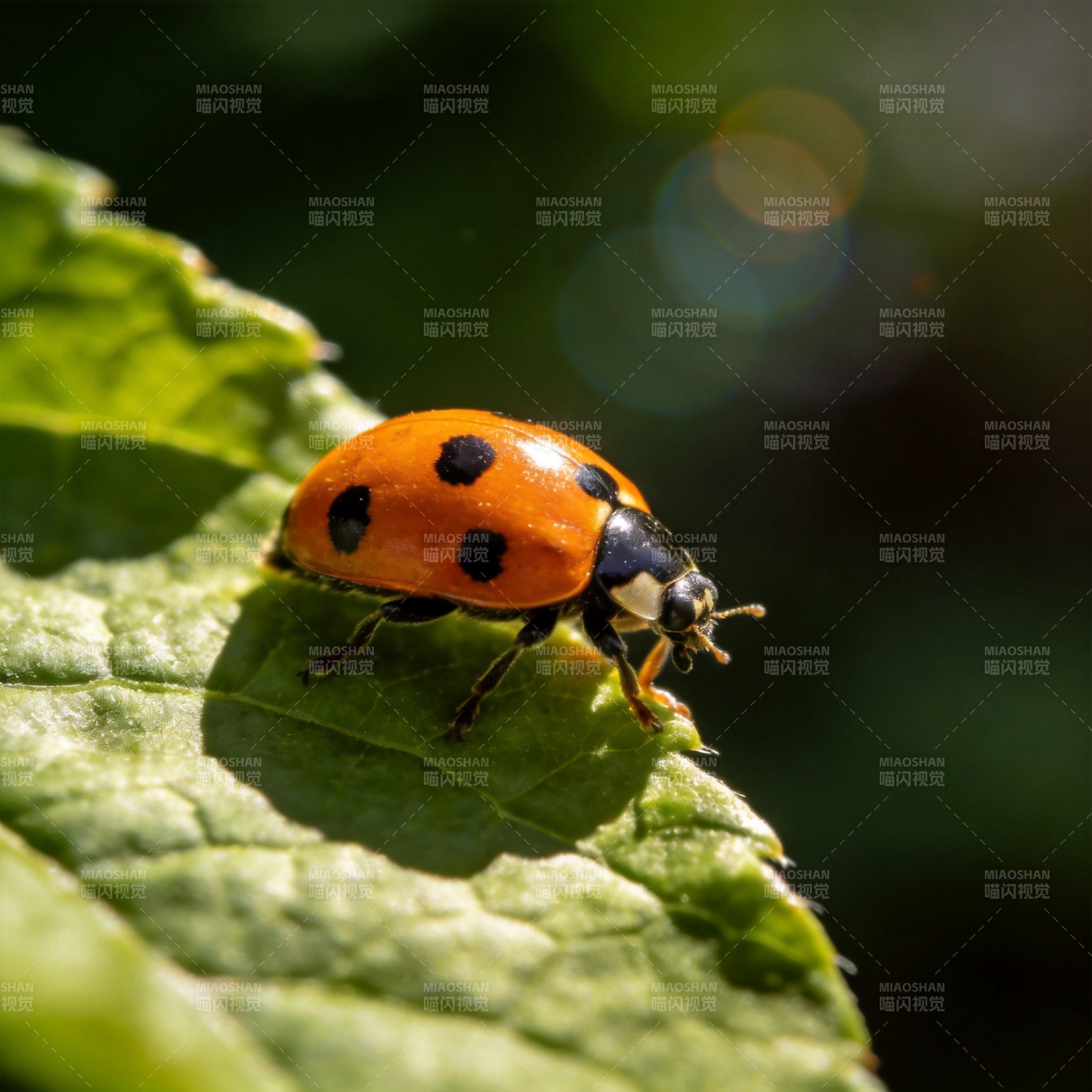 瓢虫栖息绿叶上图片