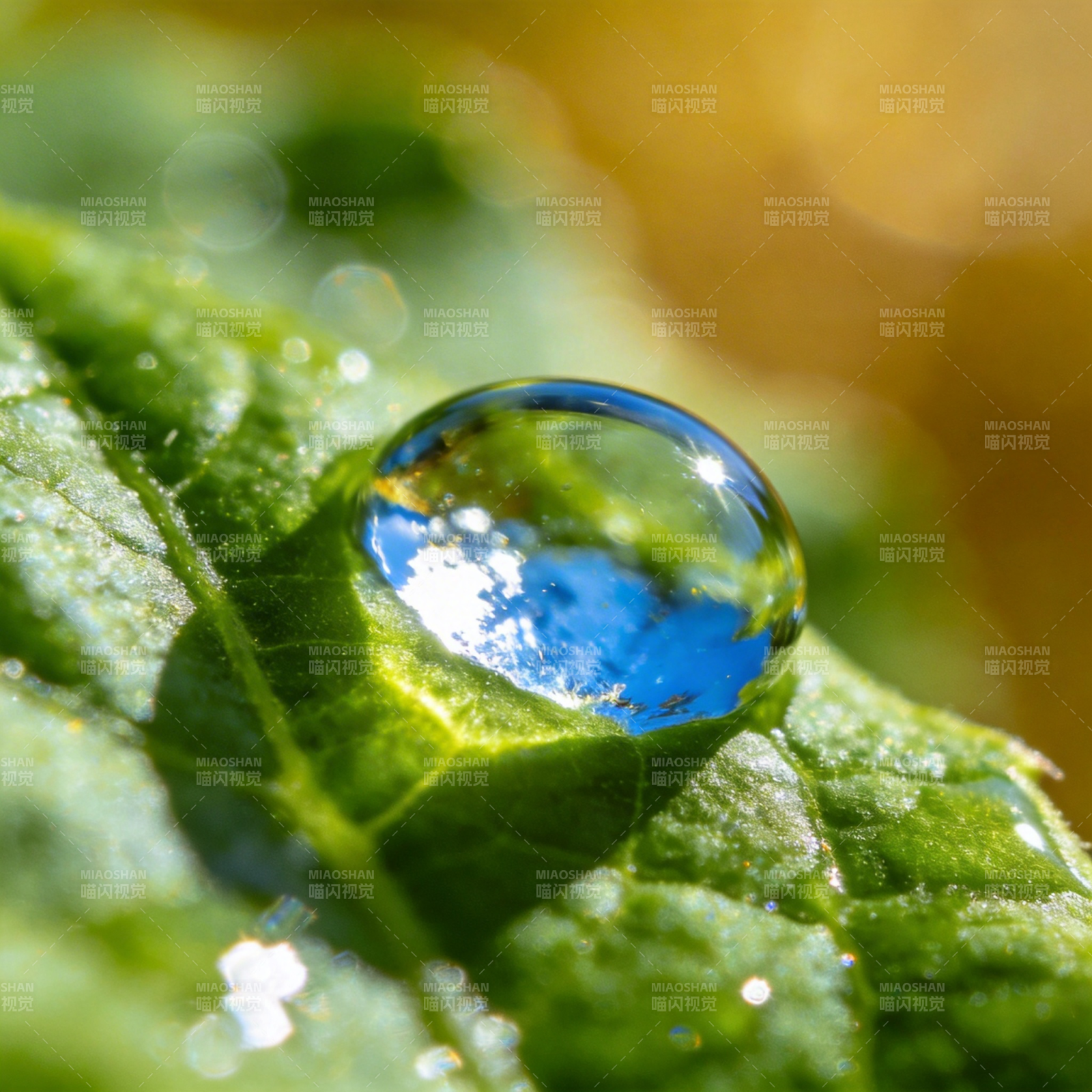 露珠映蓝天图片