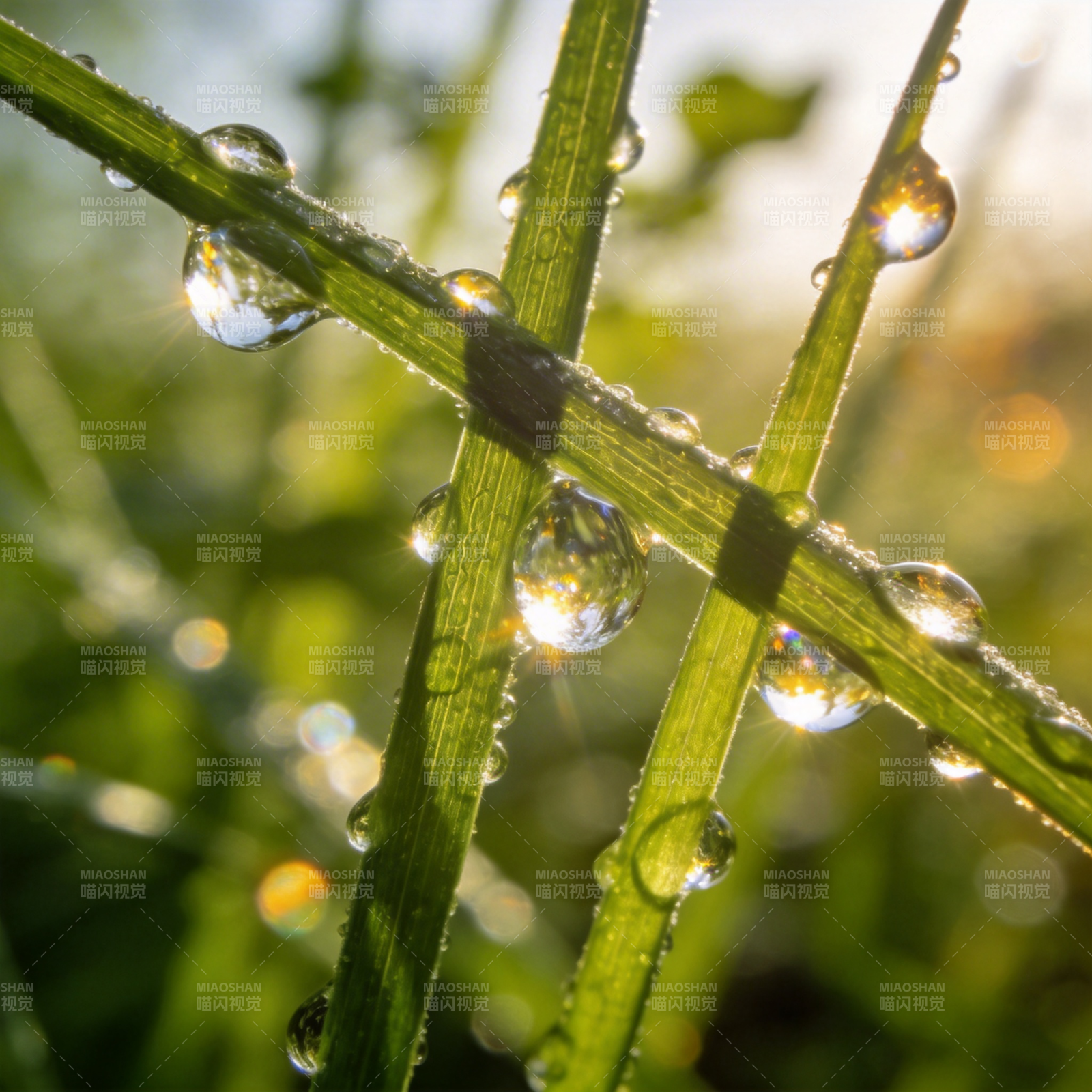 晨露晶莹草叶间图片