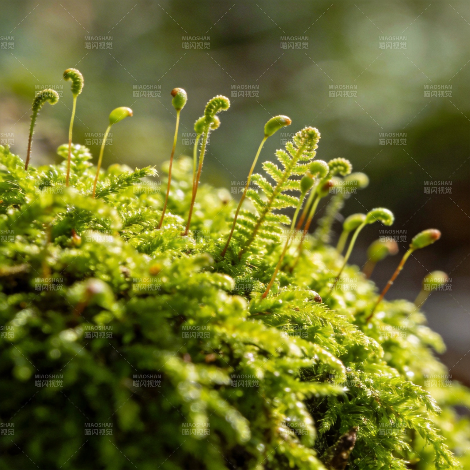 青苔生机盎然图片
