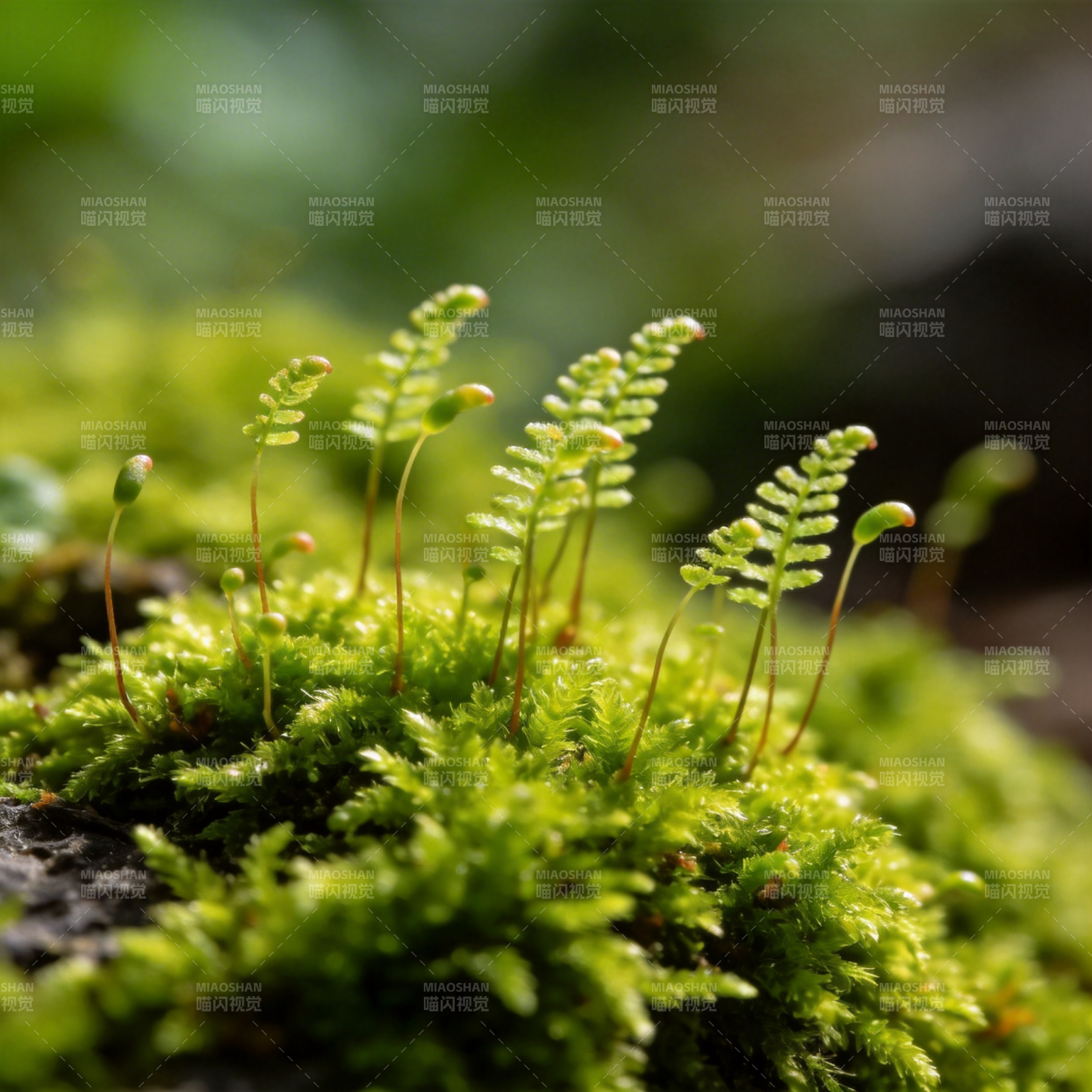 青苔生机盎然图片