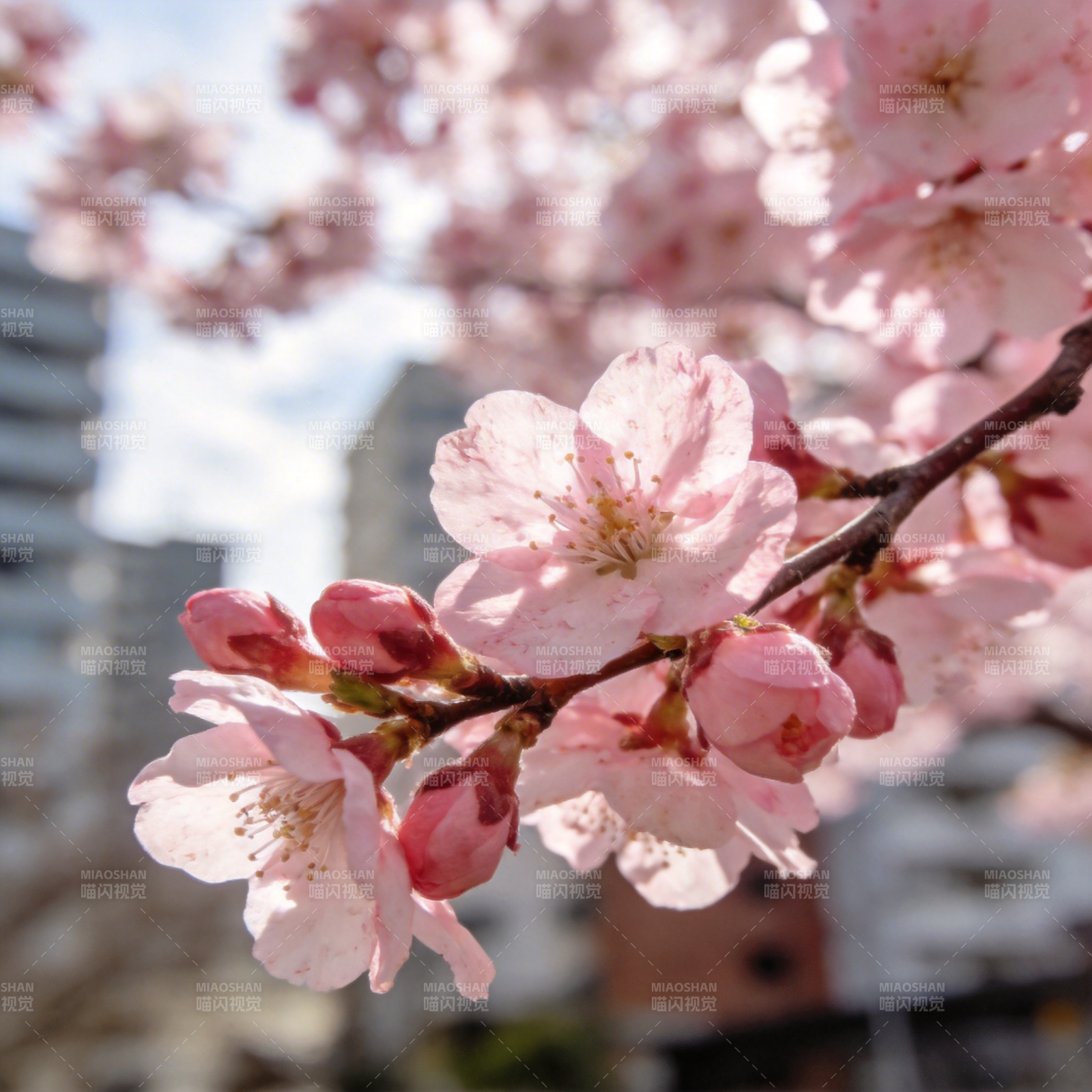 樱花绽放春意浓图片