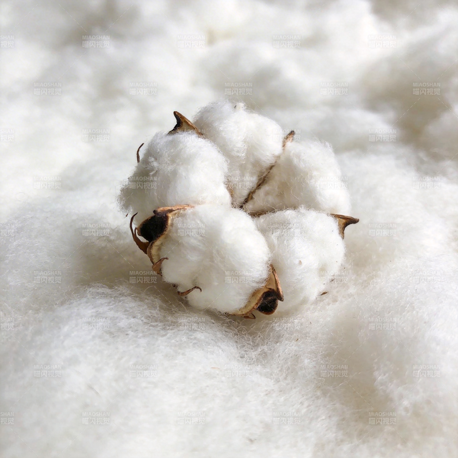 棉花绽放图片