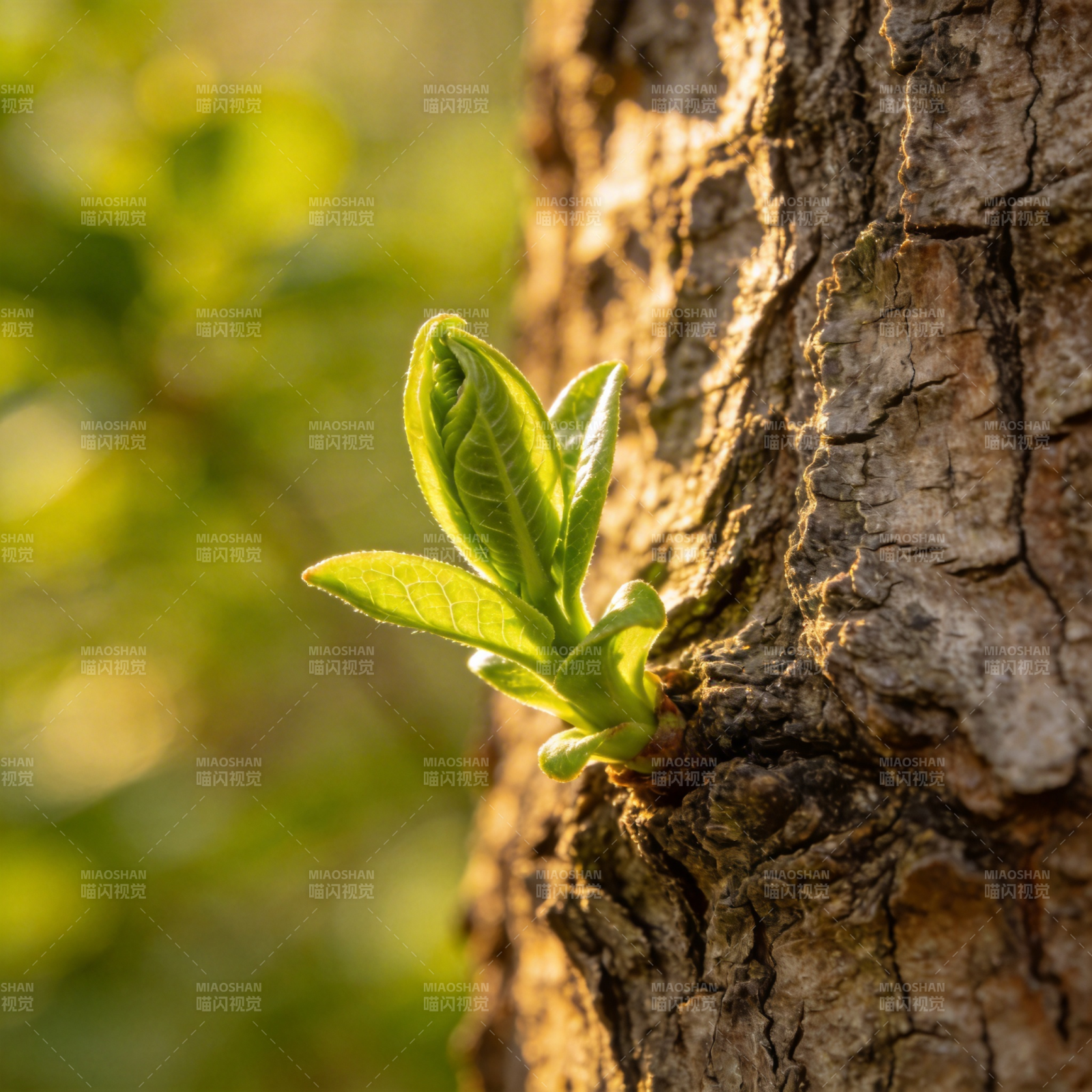 新芽破皮而出图片