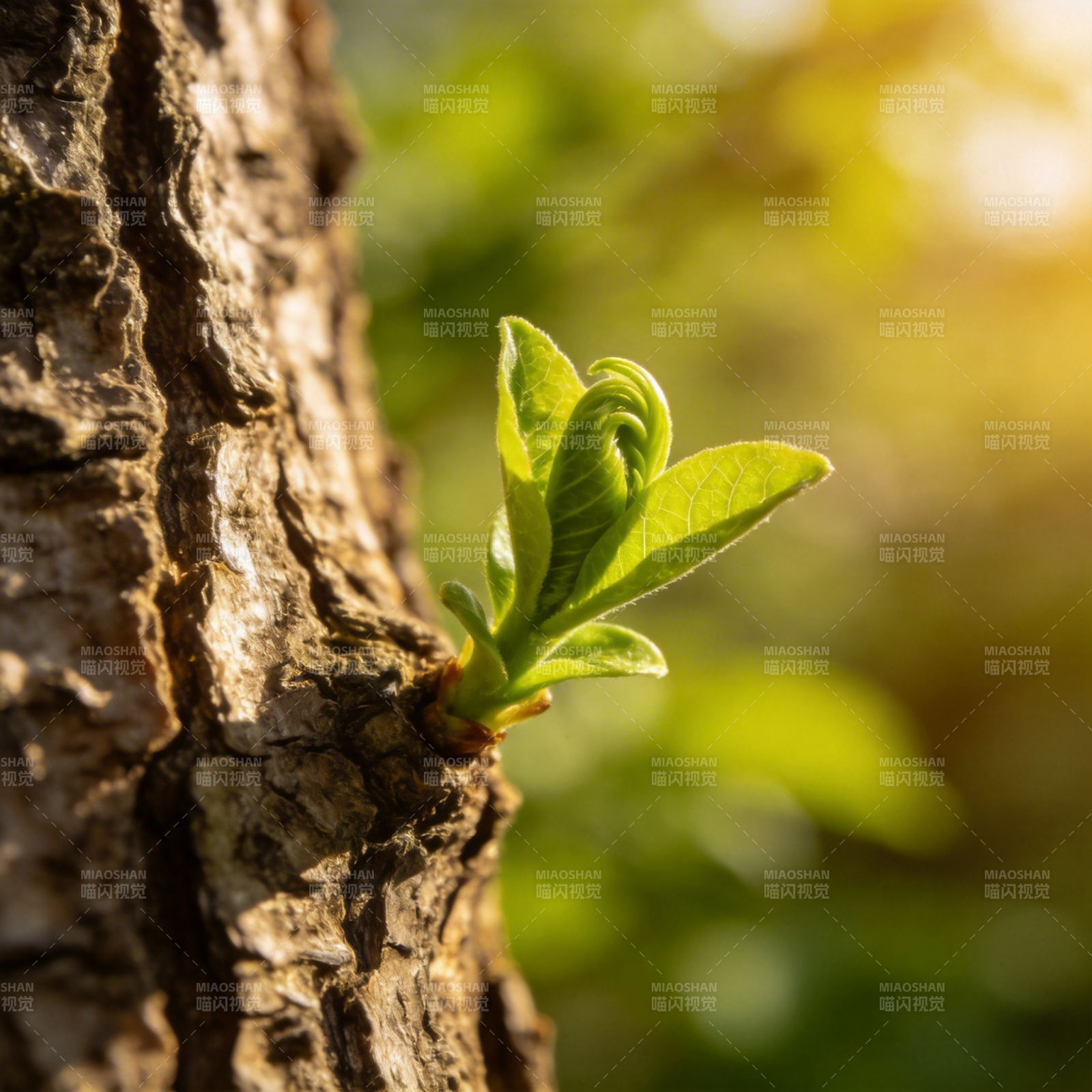 新芽破皮而出图片