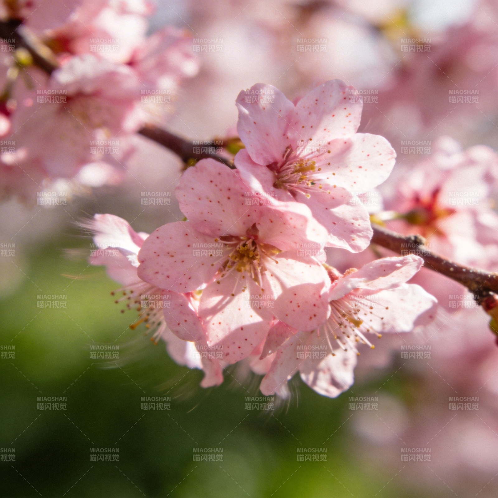 樱花绽放春意浓图片