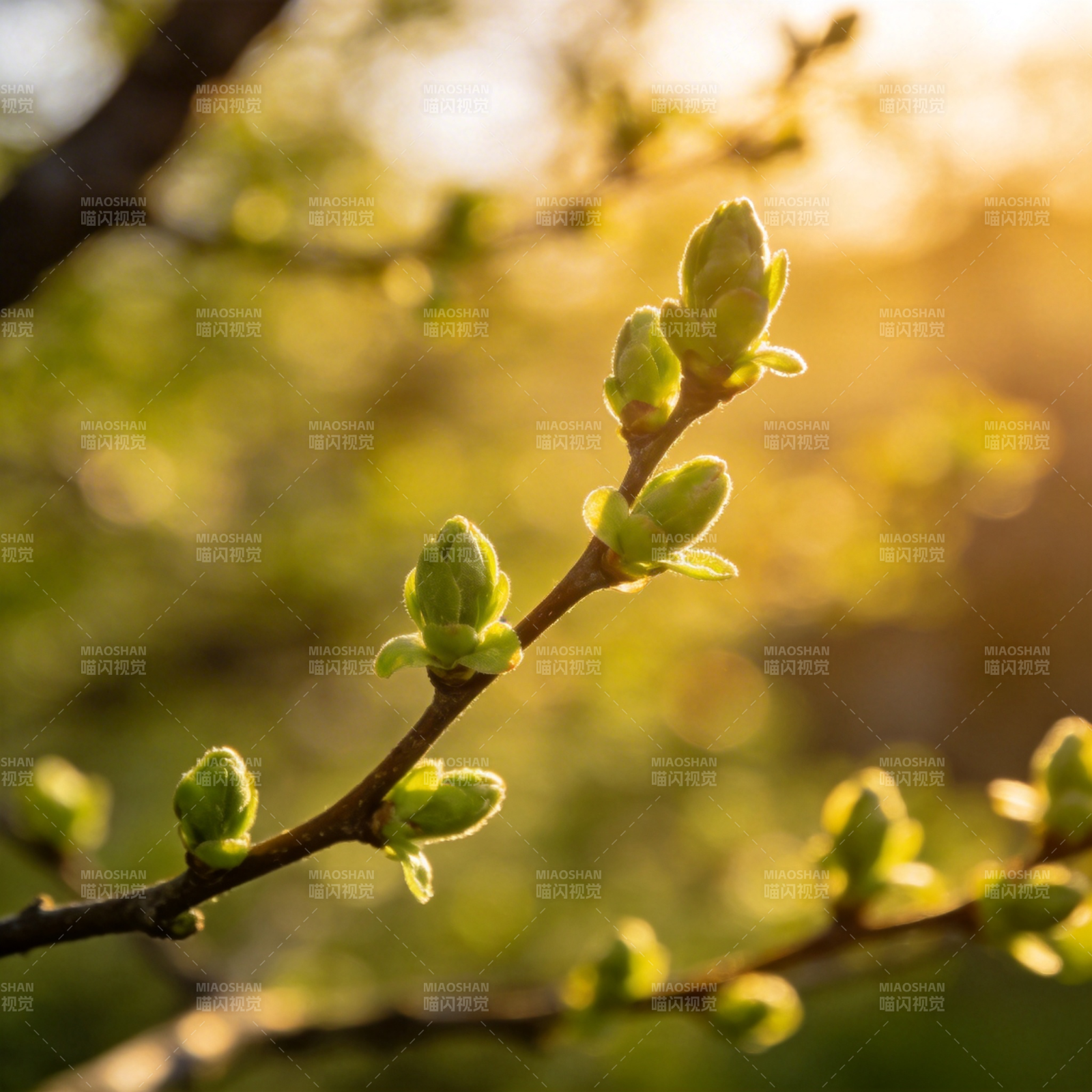 春芽初绽图片