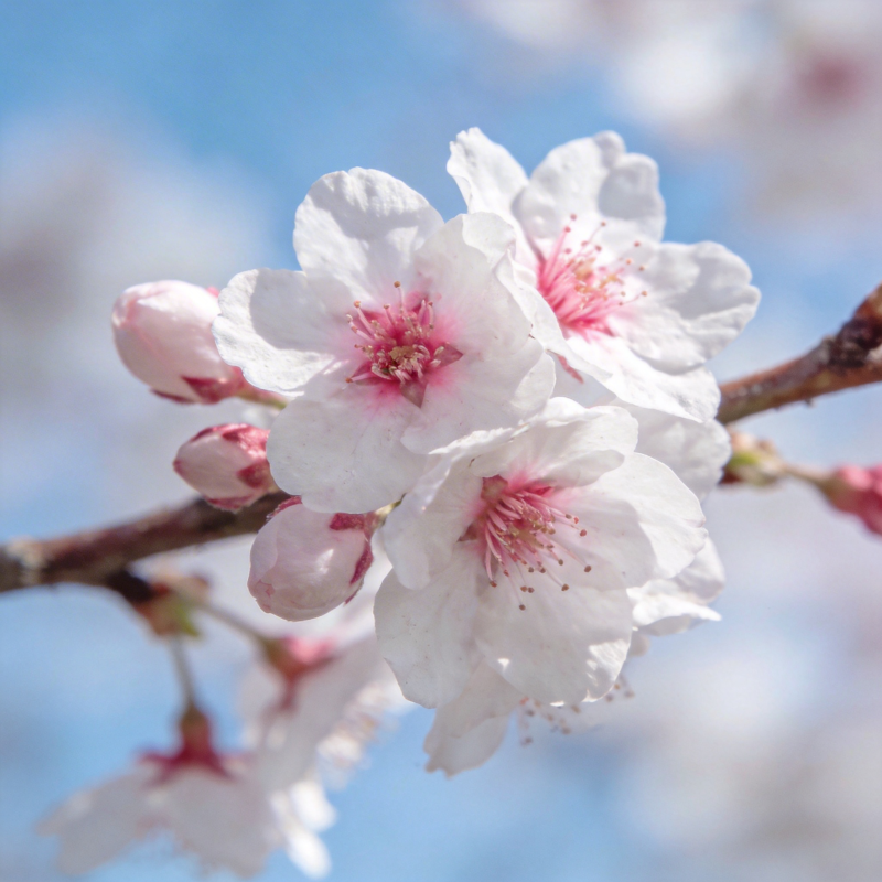 樱花绽放春意浓图片
