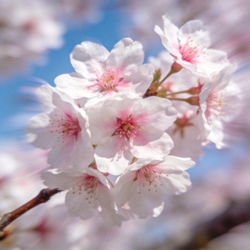 樱花绽放春意浓图片