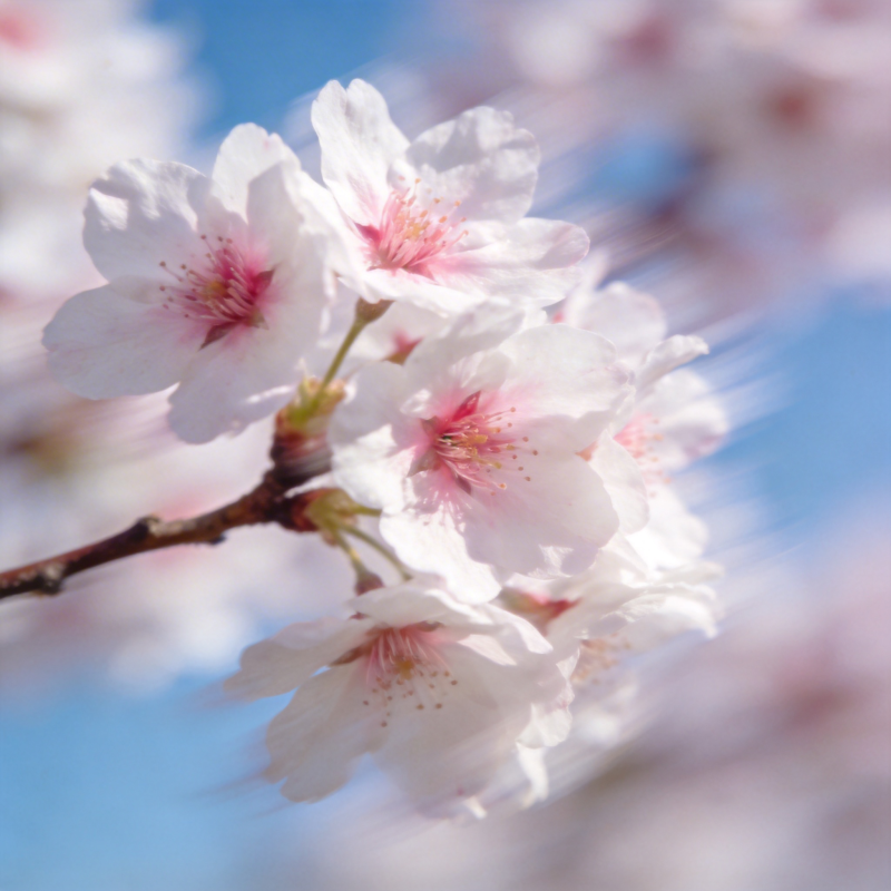 樱花绽放春日美图片