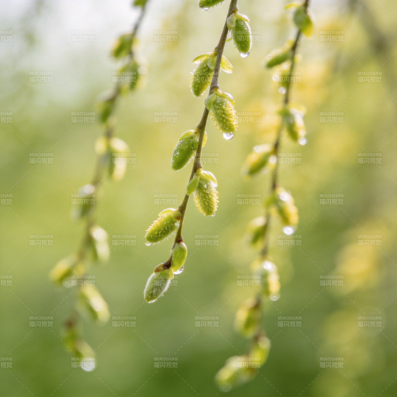 柳枝滴露春意浓图片