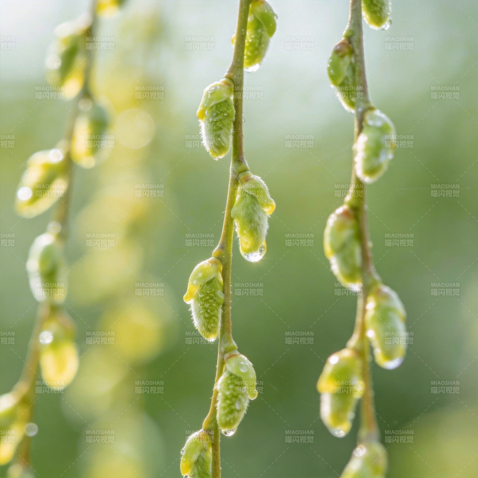 柳芽初绽 春意盎然图片