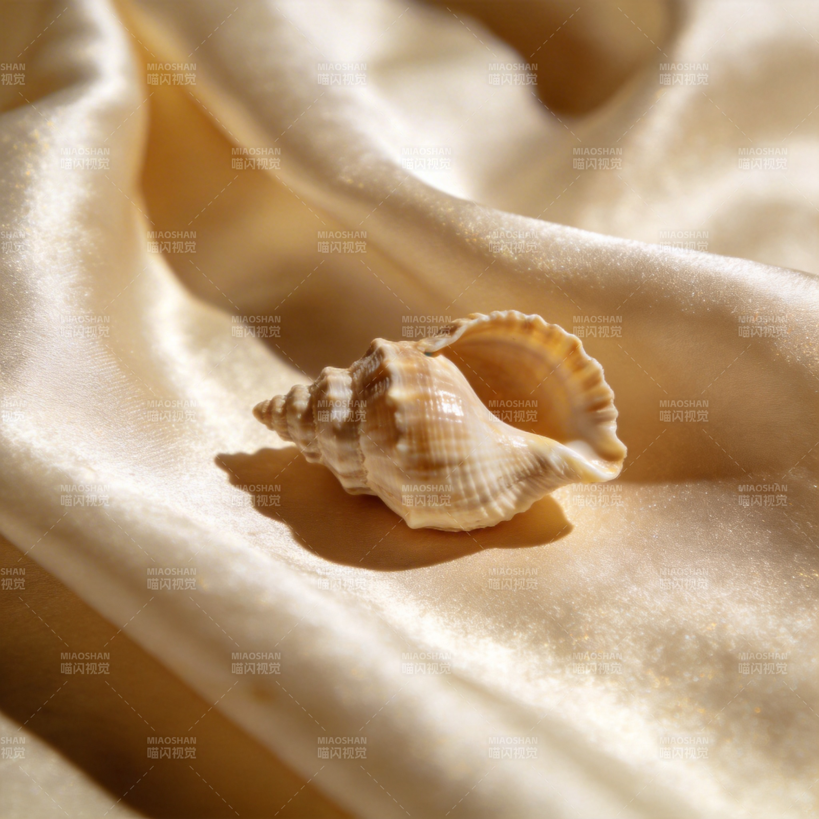 贝壳静卧柔纱上图片