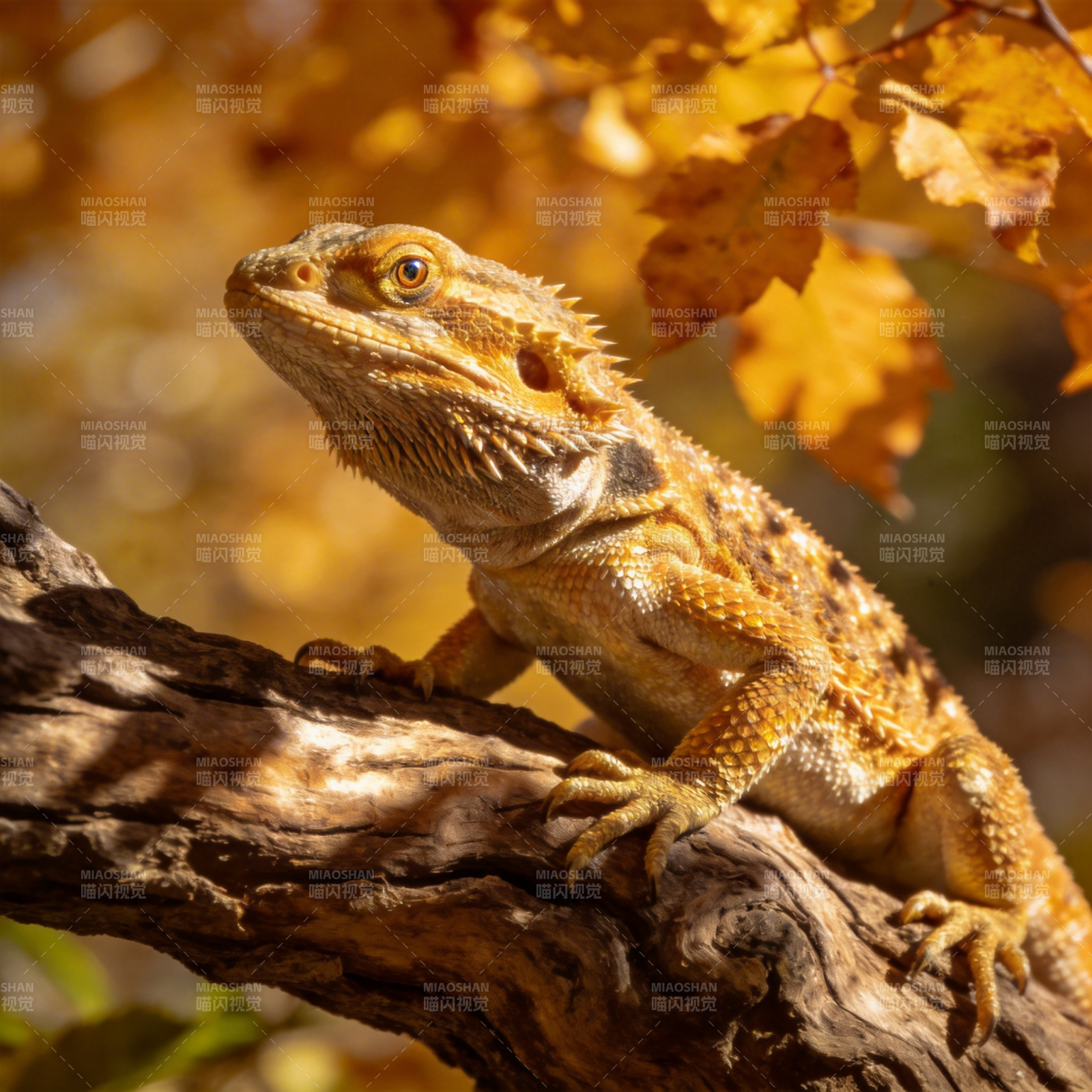 秋叶下的鬃狮蜥图片
