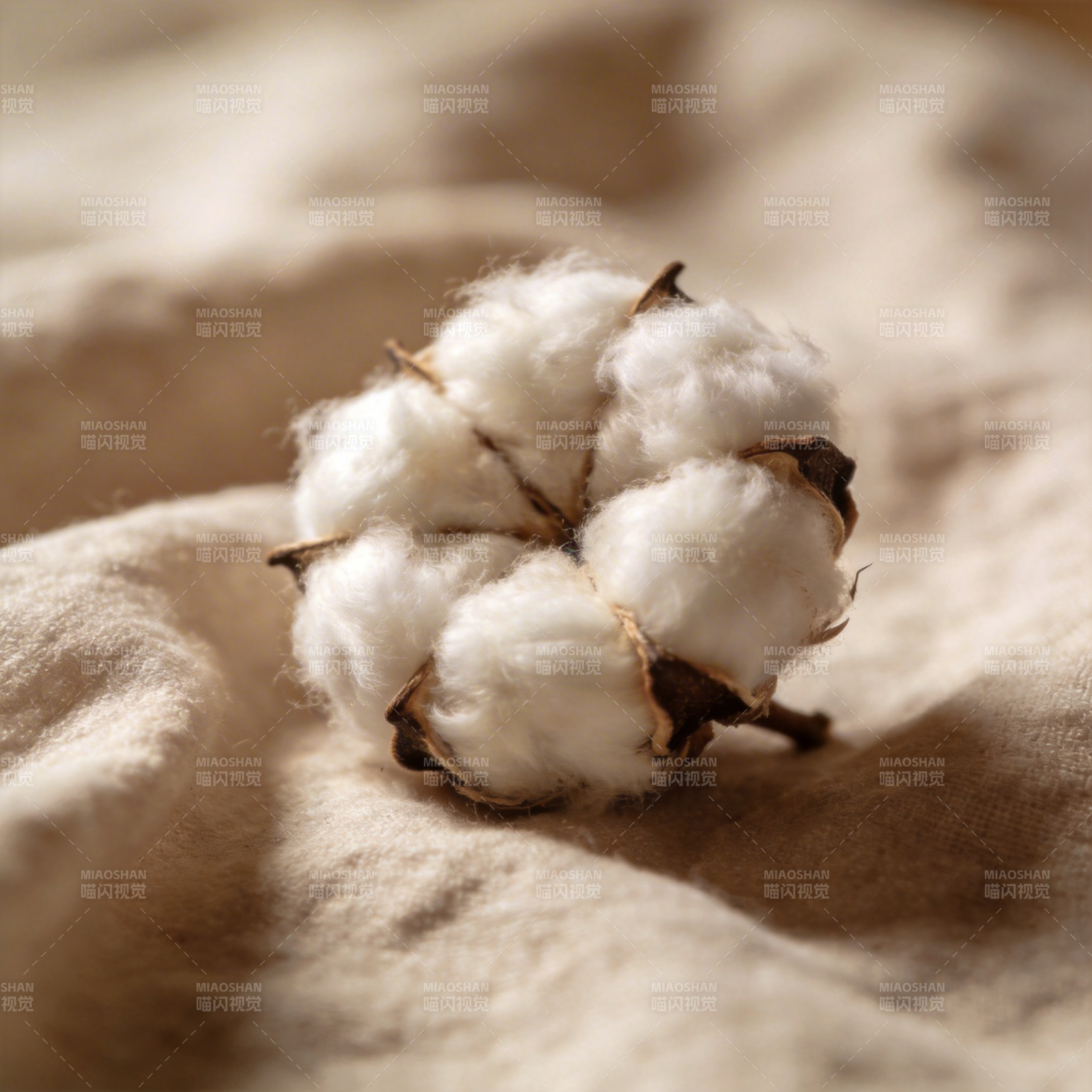 棉絮轻柔绽放图片