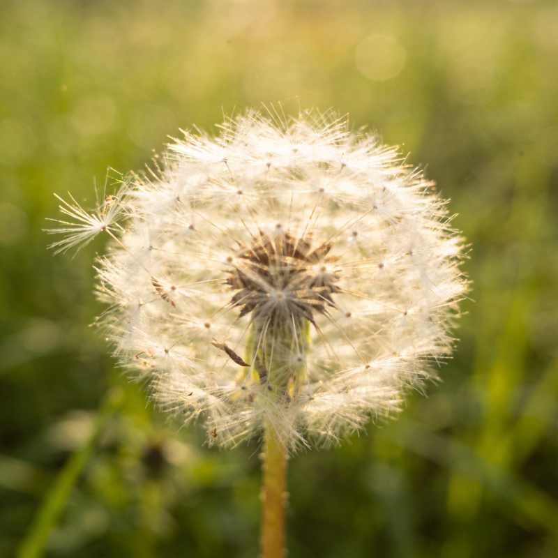 蒲公英的种子头图片