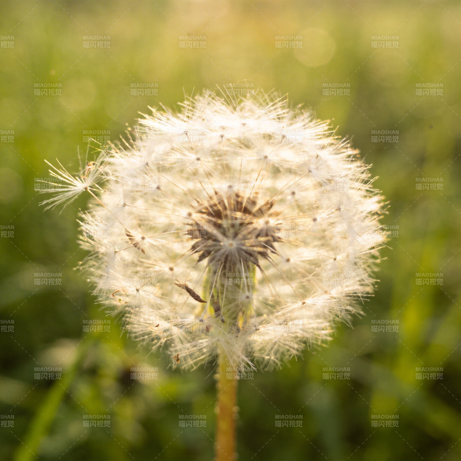 蒲公英的种子头图片