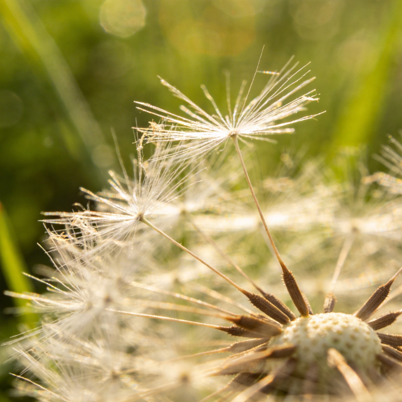 蒲公英的种子飘散图片