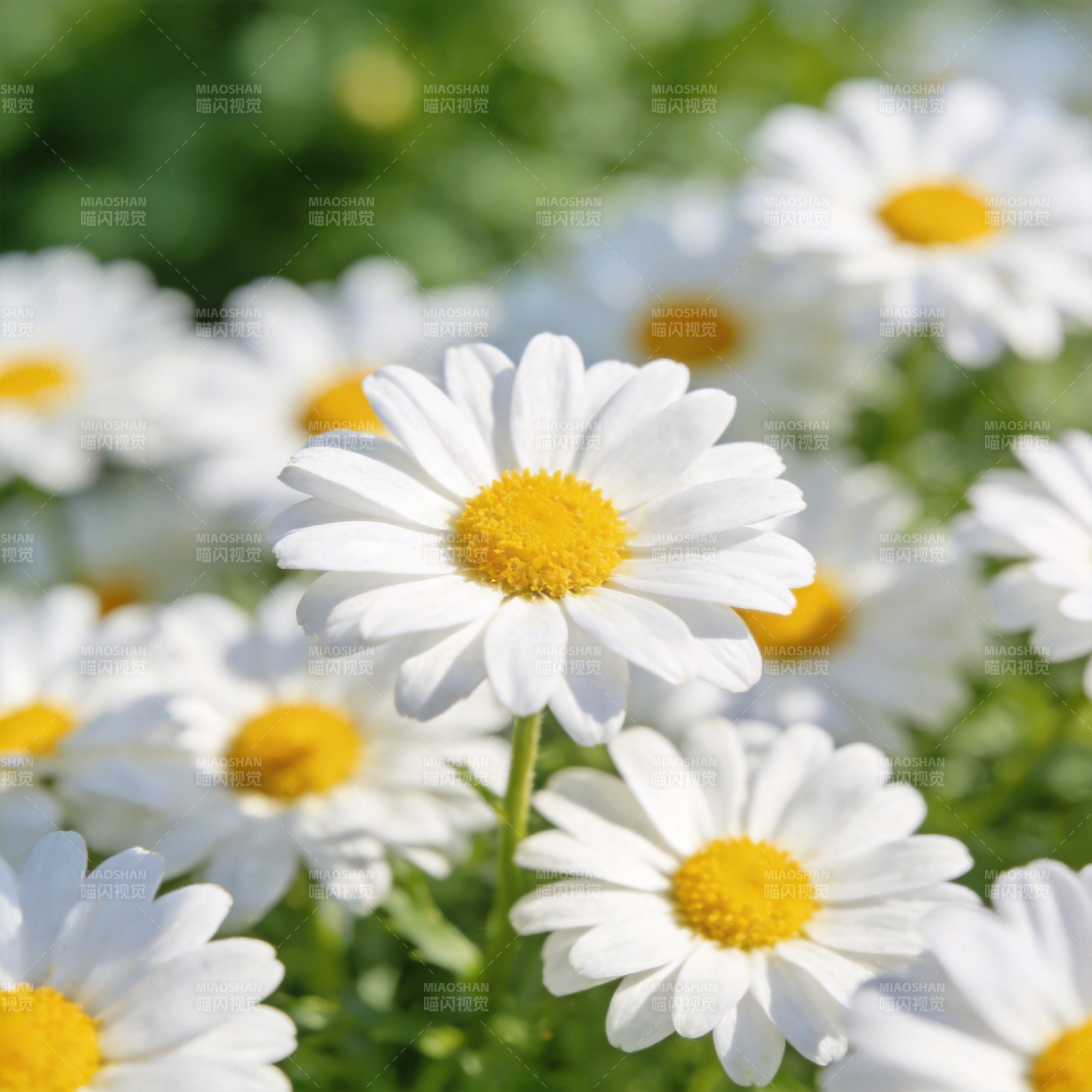 雏菊盛开图片