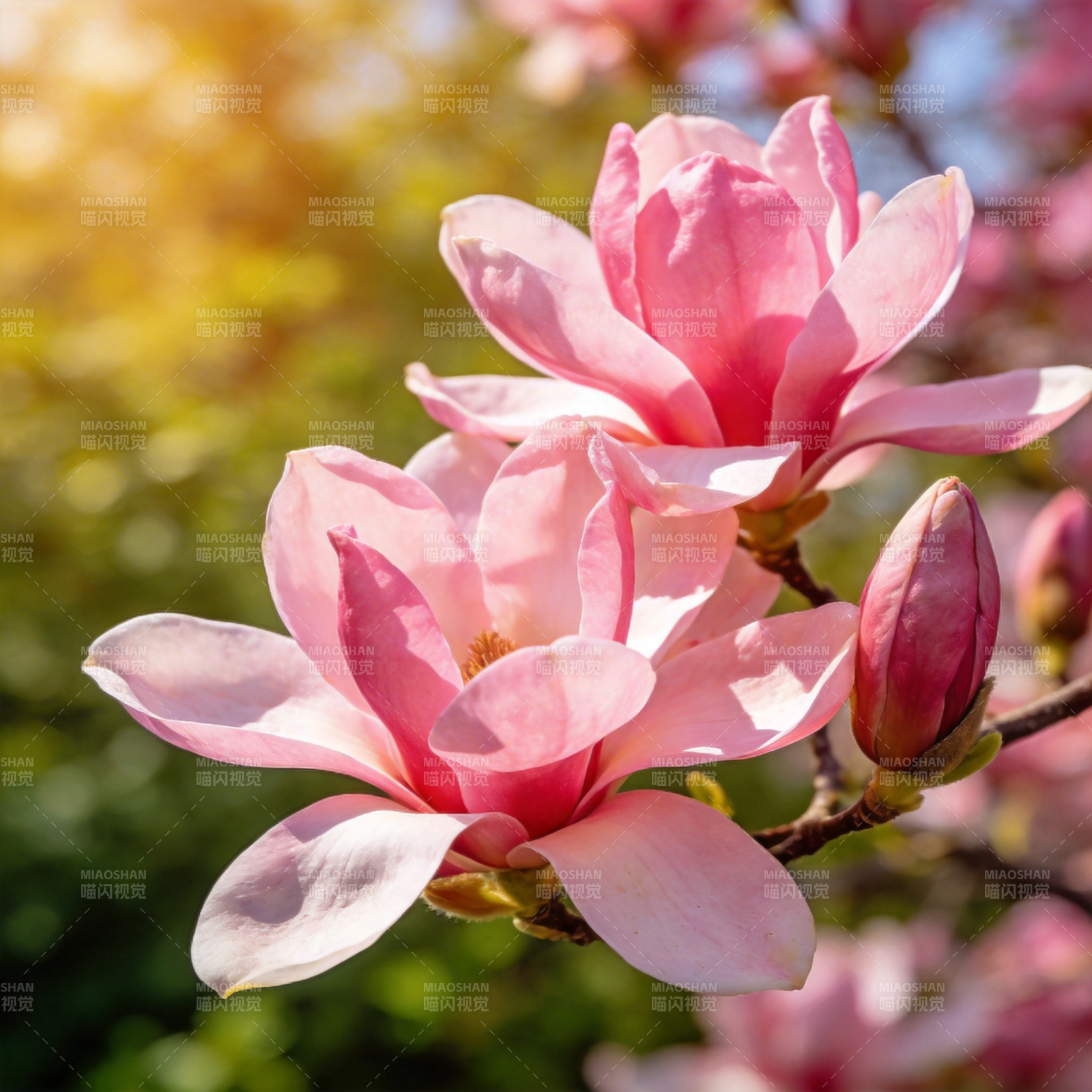 粉红玉兰绽放图片