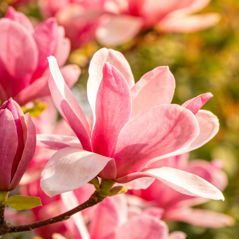 粉红玉兰绽放图片