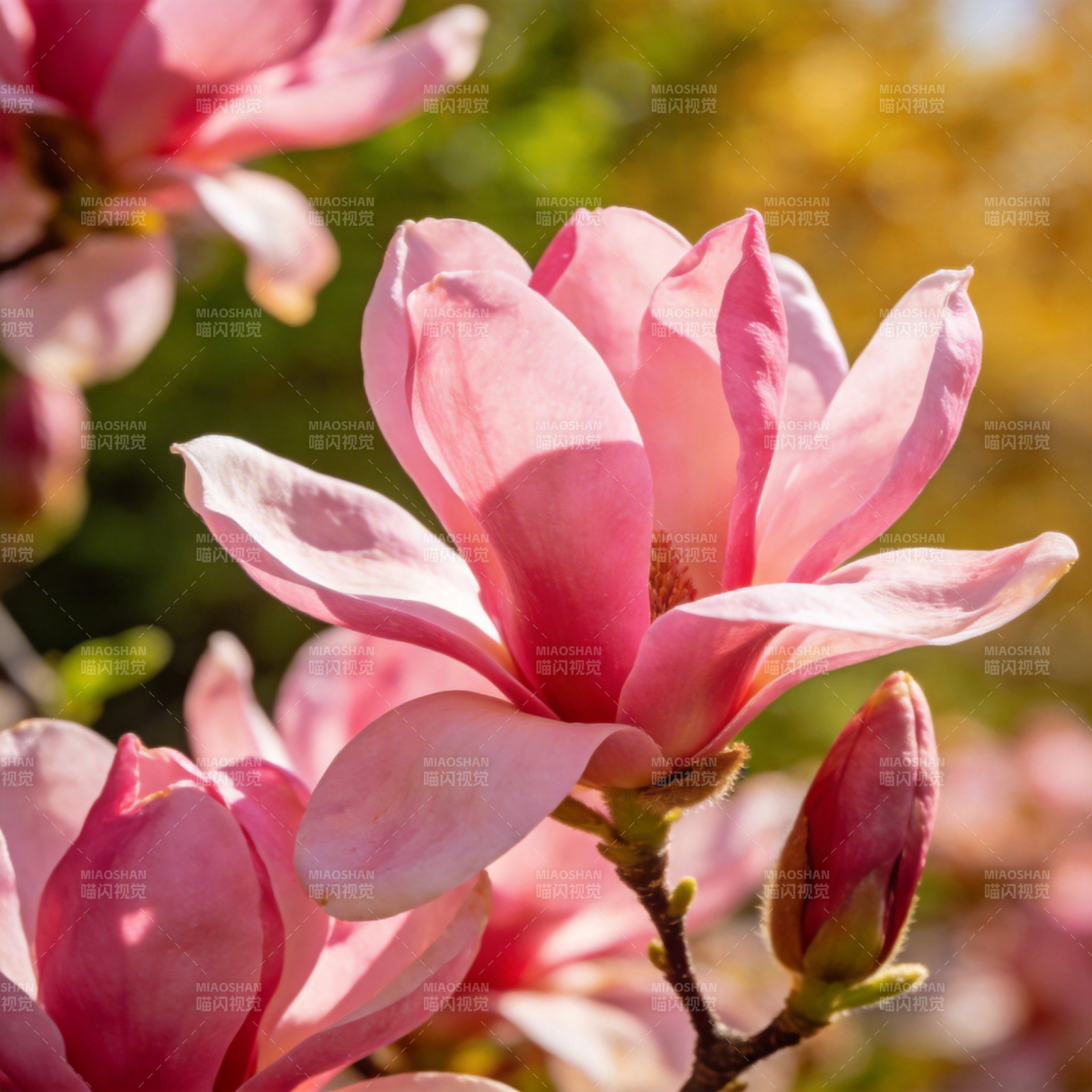 粉红玉兰花绽放图片